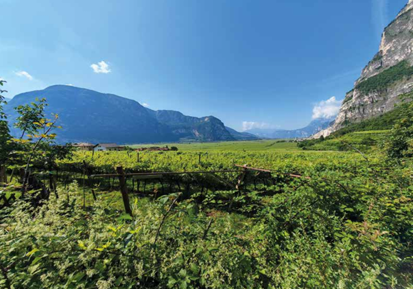 Bilancio Sostenibilità  Vini del Trentino