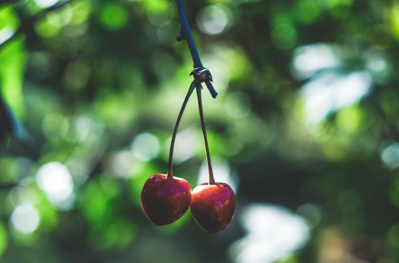 photo-1563004672-8c1a05617d08?crop=entropy&cs=tinysrgb&fit=max&fm=jpg&ixid=M3wxMTc3M3wwfDF8c2VhcmNofDE5fHxjaGVycmllc3xlbnwwfHx8fDE3MjYxNDI5OTl8MA&ixlib=rb-4.0.3&q=80&w=2000 Le Ciliegie del Goriziano. In passato c’erano molte varietà locali