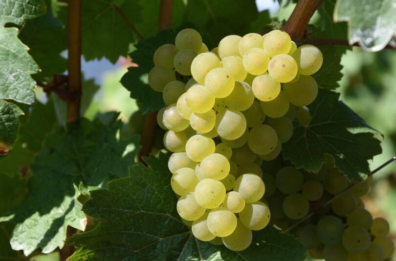 Villa Vasi. Viticoltori in San Mauro