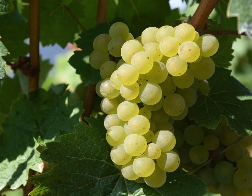 Villa Vasi. Viticoltori in San Mauro