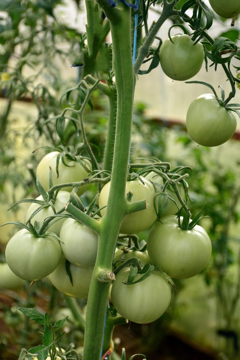 Orto di Venezia – Quando un sogno diventa nettare