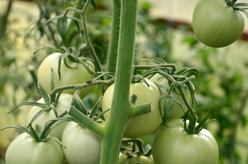 Orto di Venezia – Quando un sogno diventa nettare