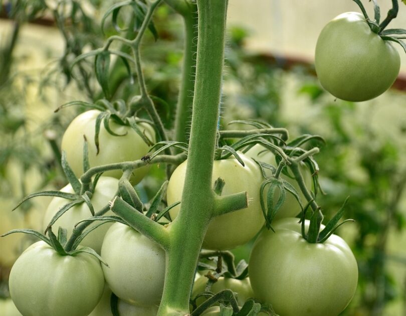 Orto di Venezia – Quando un sogno diventa nettare