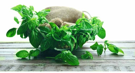 Basilico e origano: una coppia inseparabile