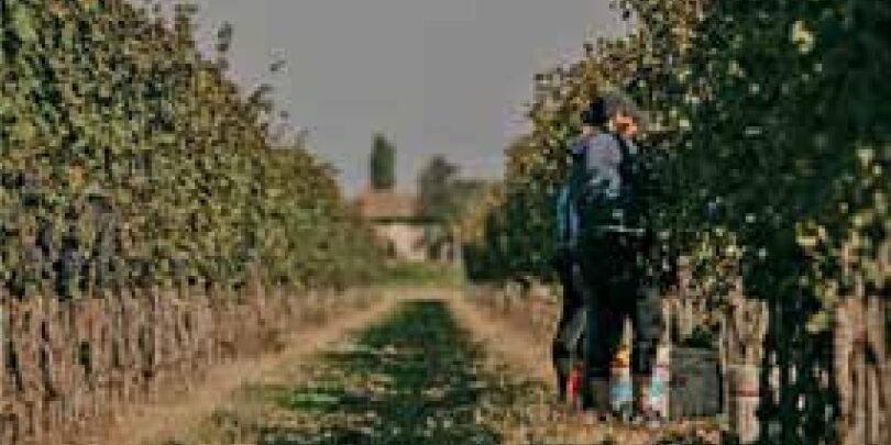 SERAFINI VINI raccontano il Friuli