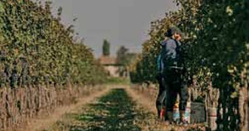 SERAFINI VINI raccontano il Friuli